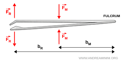 illustration d&rsquo;un levier du troisi&egrave;me genre privil&eacute;giant la rapidit&eacute;