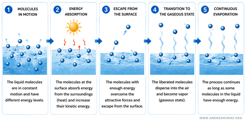 &eacute;vaporation &agrave; la surface d'un liquide